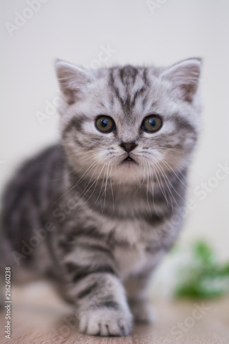 Scottish straight, lop-eared, cat, animal, kitten  © Дария