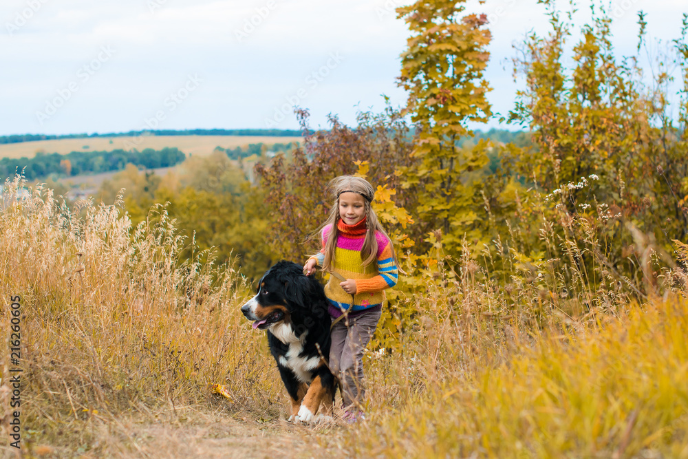 girl runs around with big dog on autumn hills of race Berner Sennenhund