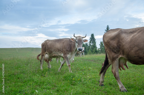 Fototapeta Naklejka Na Ścianę i Meble -  Cows on pastures in the mountains.