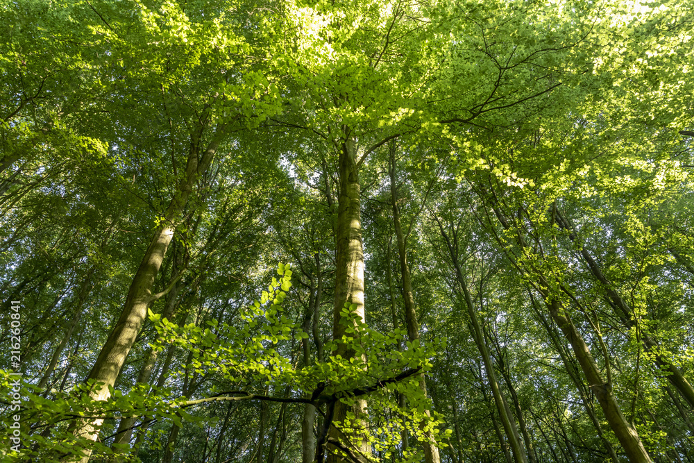 Fototapeta premium Scenic view of tree crowns in the forest.