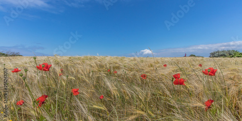 Kornfeld am meer photo