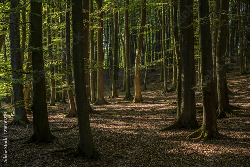 Beautiful and thick beech forest in summer.