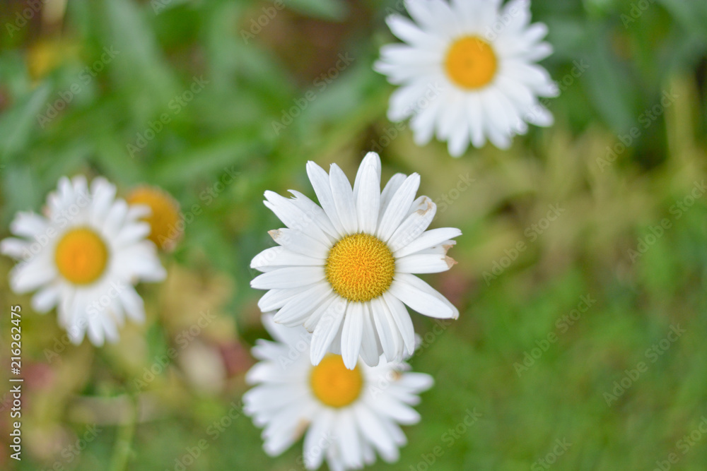 Chamomile or camomile flower on the green background . Nature background. Summer flowers. Chamomile or camomile flower on the green background . Nature background. Summer flowers.
