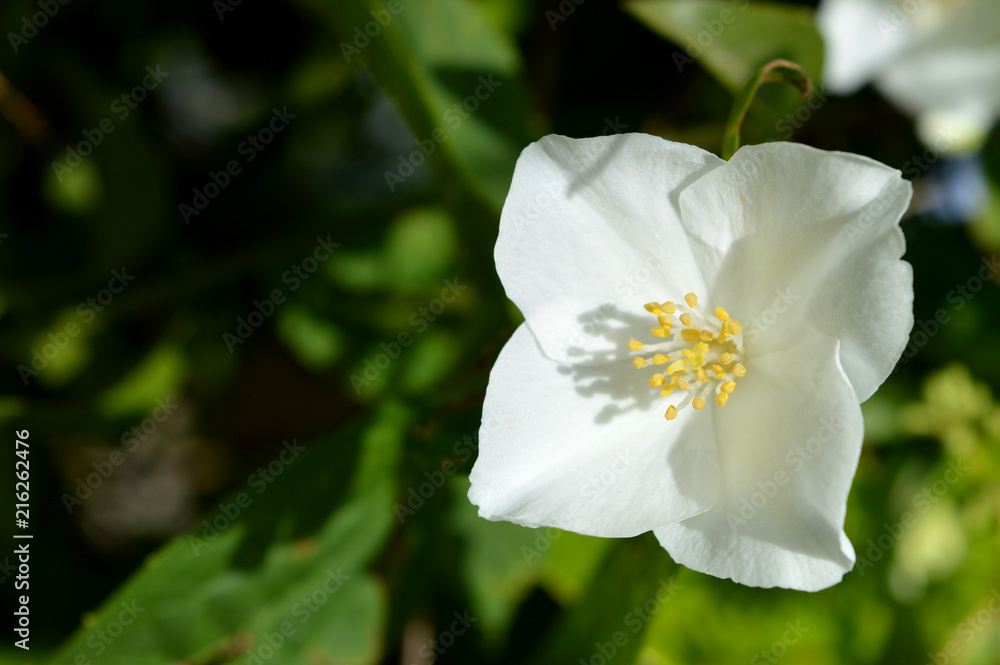 Close-up of a Philadelphus Flower, Mock-Orange, Nature, Macro Close-up of a Philadelphus Flower, Mock-Orange, Nature, Macro