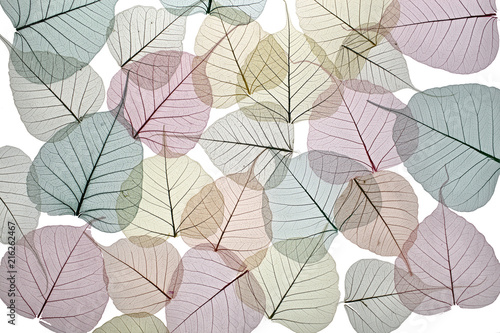lacy background of dried autumn leaves in soft pastel colors on white