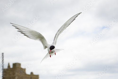 Arctic tern (Sterna paradisaea) in flight, calling