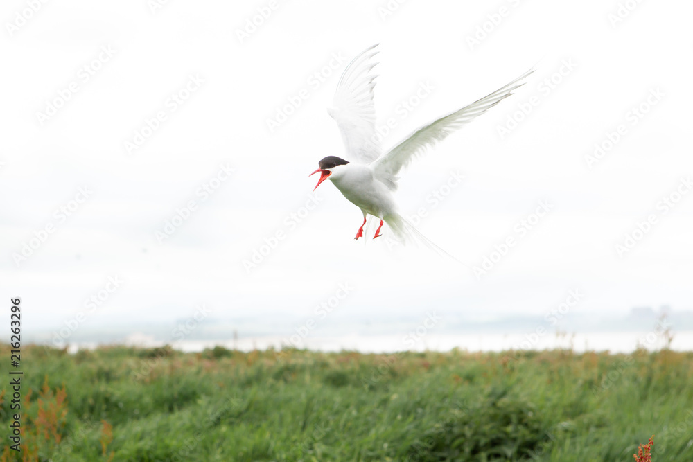 arctic tern (Sterna paradisaea) Calling whilst in flight