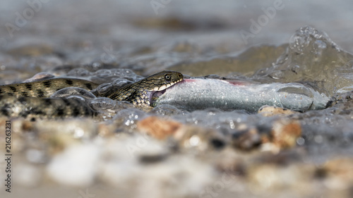 Water snake swallows fish