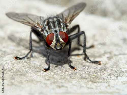 Gray fly © vitolef