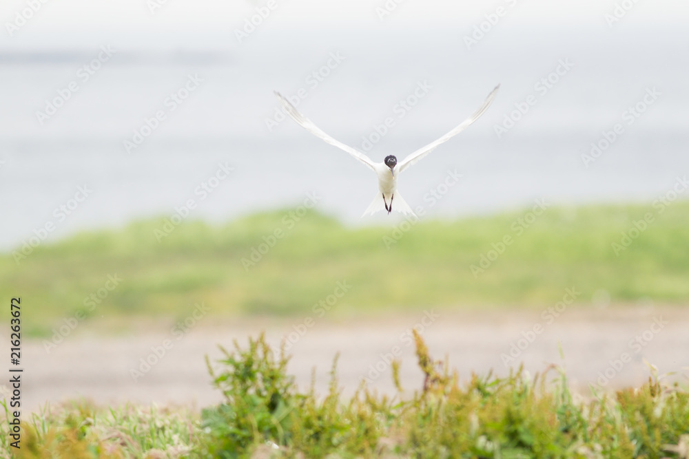 Sandwich tern (thalasseus sandvicensis) landing at colony Sandwich tern (thalasseus sandvicensis) landing at colony