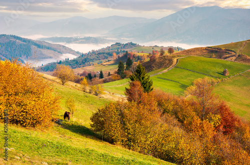 beautiful mountainous countryside in morning fog. beautiful vivid color of autumn at sunrise © Pellinni