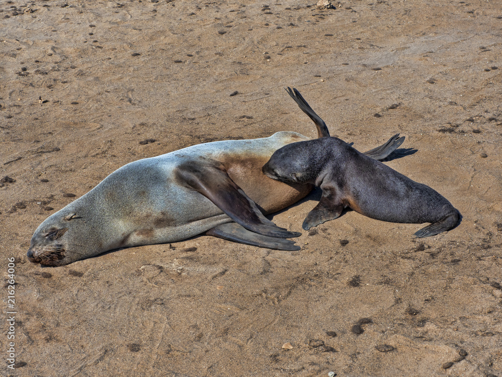 Obraz premium A young baby milk from Brown fur seal, Arctocephalus pusillus, Cape cross, Namibia