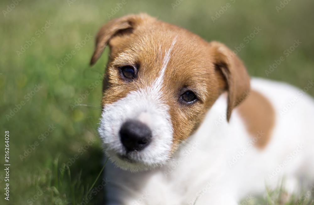 Puppy training concept - happy jack russell terrier pet dog looking at the camera