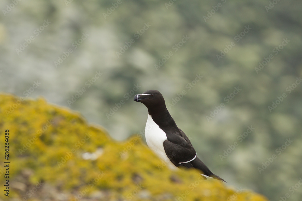 razorbill (Alca torda) at breeding site razorbill (Alca torda) at breeding site