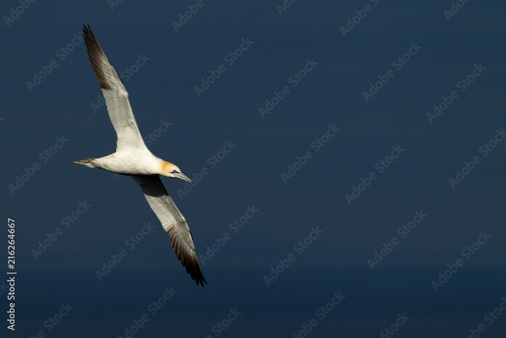 Northern gannet (Morus bassanus) in flight at breeding colony Northern gannet (Morus bassanus) in flight at breeding colony