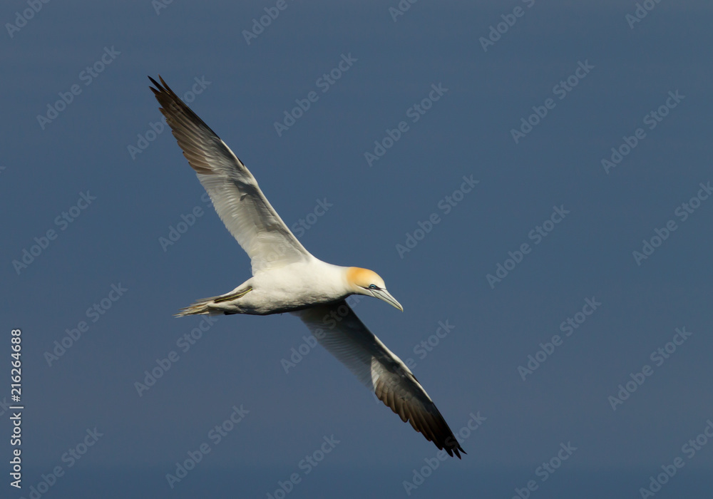 Northern gannet (Morus bassanus) in flight at breeding colony Northern gannet (Morus bassanus) in flight at breeding colony