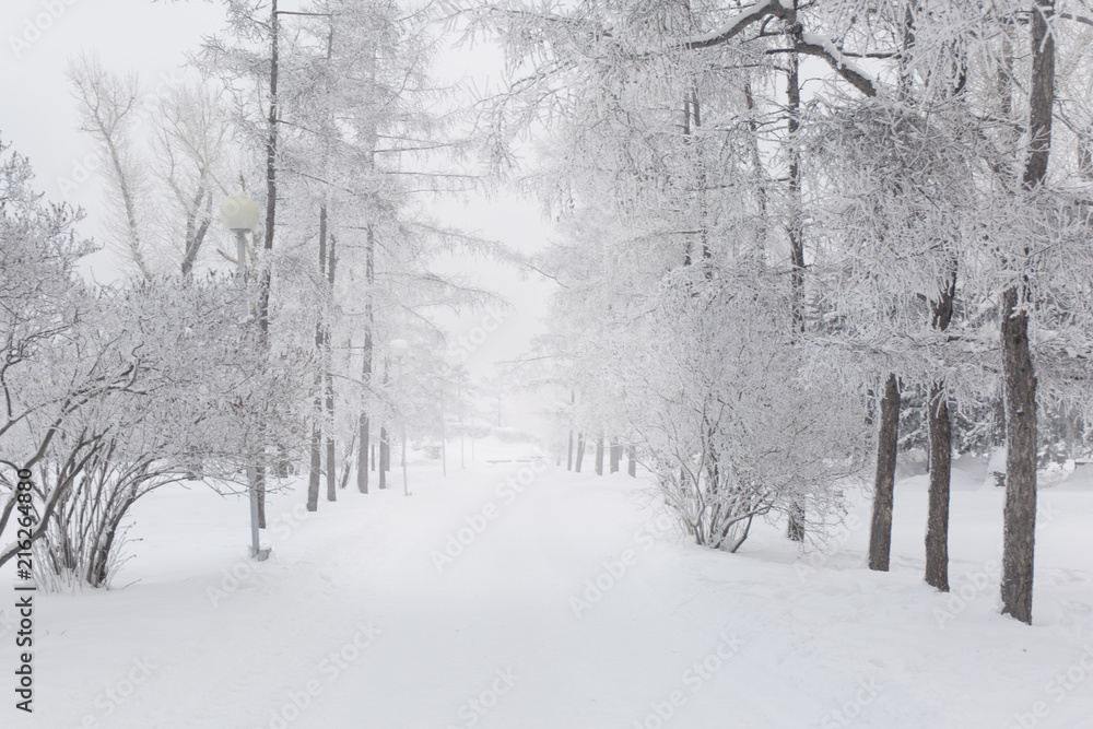 Snow covered fir trees. Winter frost forest. Cold december moning in the park. Snow covered fir trees. Winter frost forest. Cold december moning in the park.