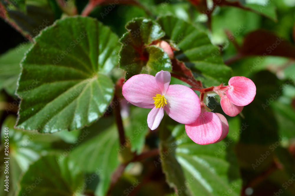 Close-up of Pink Begonia Flowers, Nature, Macro Close-up of Pink Begonia Flowers, Nature, Macro