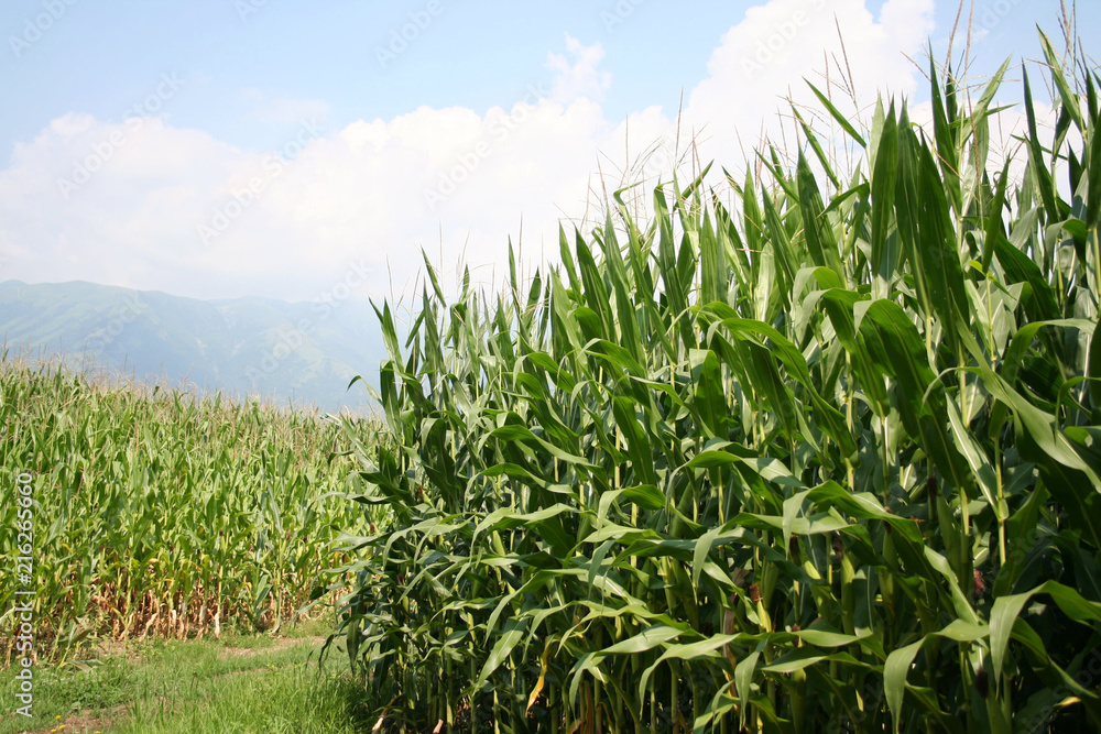 Green Corn fields against blue sky. Agricultural landscape in summer