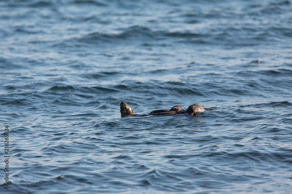 Eurasian otter (Lutra lutra) youngsters Foraging together on sea
