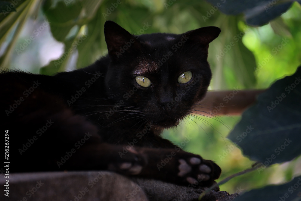 Black Stray Cat