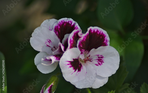 Pelargonium