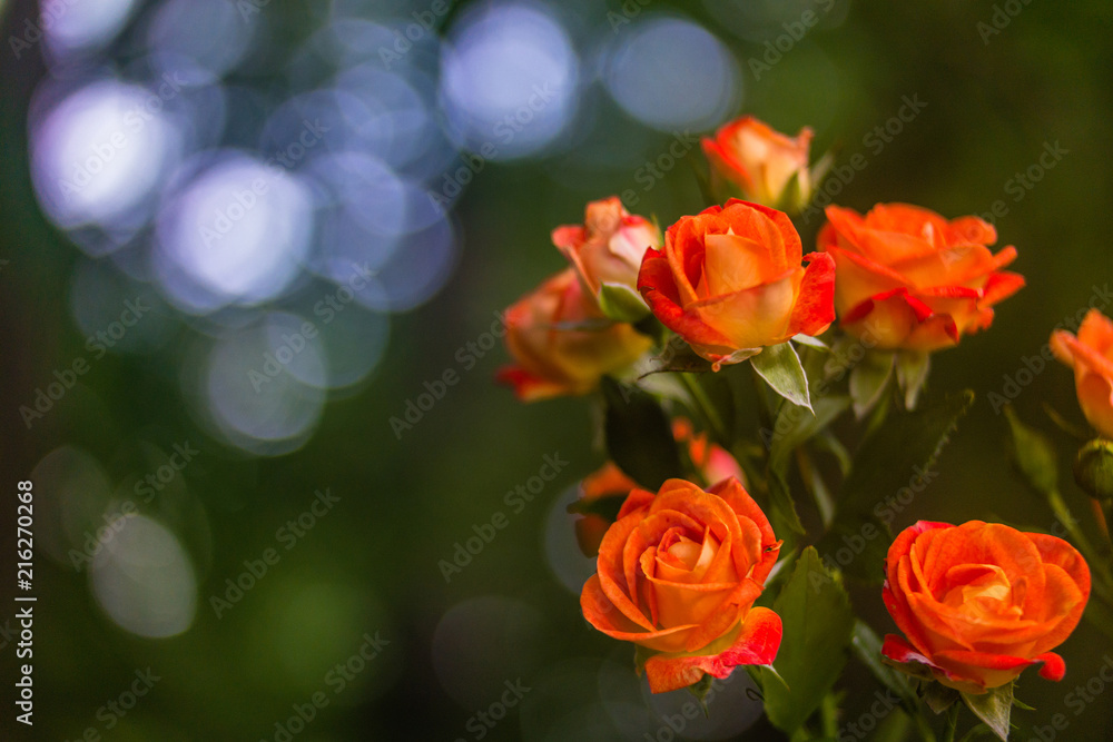 Orange roses on fresh green leaf background. Orange roses on fresh green leaf background.