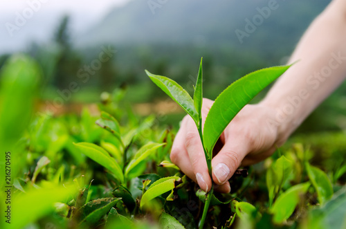 The process of collecting tea leaves. 