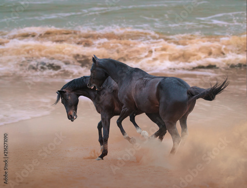 Two dangerous stallions play with each others on the seacost during the seastorm on the waves background