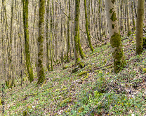 forest at a hillslope