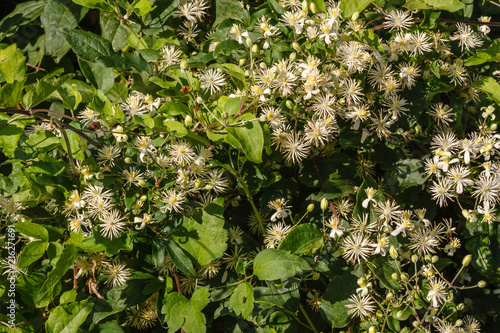 Clematis vitalba. Clematide, Hierba de los Pordioseros. photo