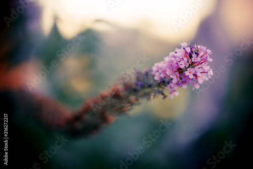 summertime branch of flowers at twilight background