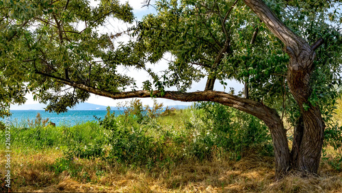 Old plum on the high bank near the sea
