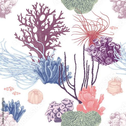 Fototapeta Naklejka Na Ścianę i Meble -  Seamless pattern with hand drawn coral reef
