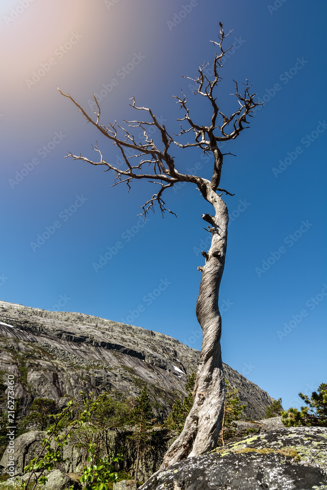 Lonely twisted tree