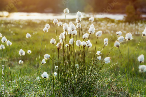 Fototapeta Naklejka Na Ścianę i Meble -  Fluffy flowers background