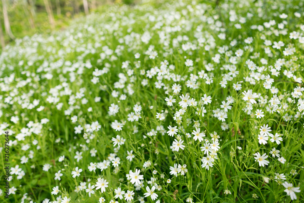  Stellaria dichotoma small white flowers on grass