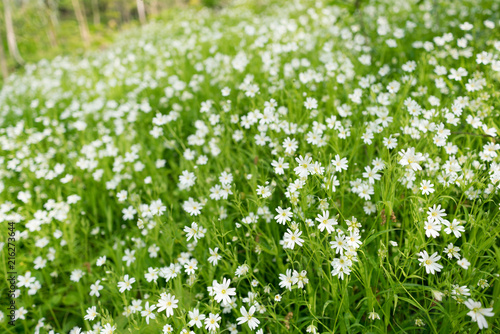  Stellaria dichotoma small white flowers on grass