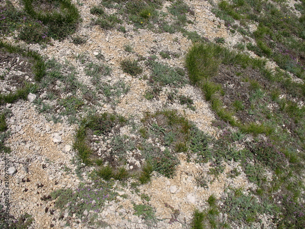 Interesting Crimean plants on the mountain ai-petri Interesting Crimean plants on the mountain ai-petri