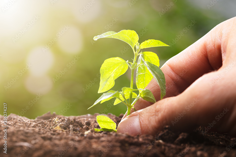 Person Planting Sapling Stock Photo | Adobe Stock