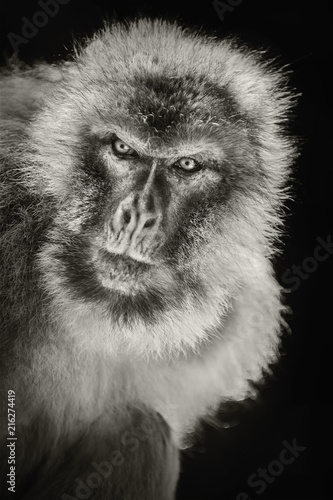 Barbary Macaque  Macaca Sylvanus 