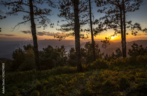 Sunset background the trees at Doi Pha Hom Pok national park, Chiang mai province, Thailand