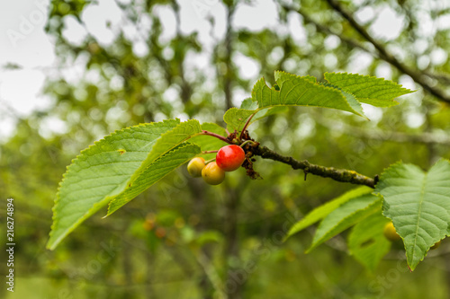 Branch sweet cherry, Prunus avium, with immature and maturing red coloring cherry