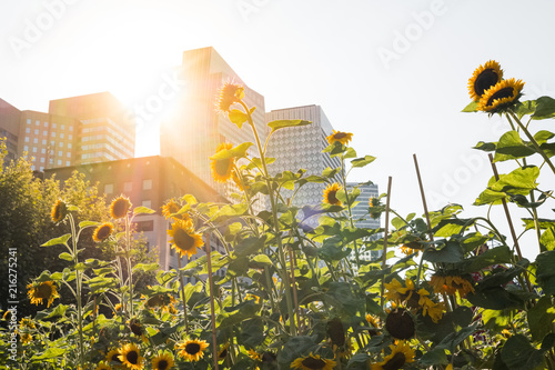 environnement jardin fleur ville quartier urbain tournesol ensoleillé soleil pousser vert nature photo