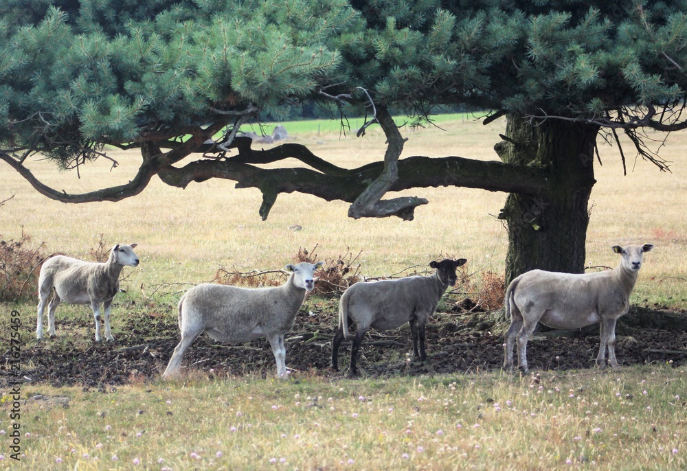 Fototapeta premium Sheeps under the tree