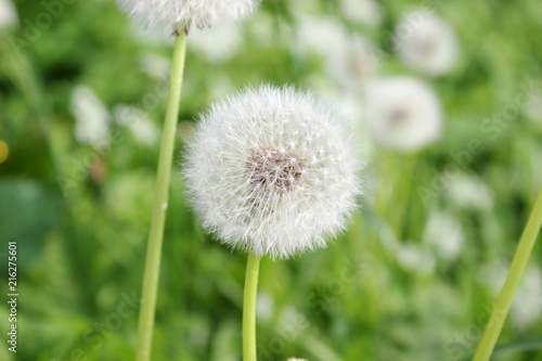 Pusteblume  Samen eines L  wenzahns