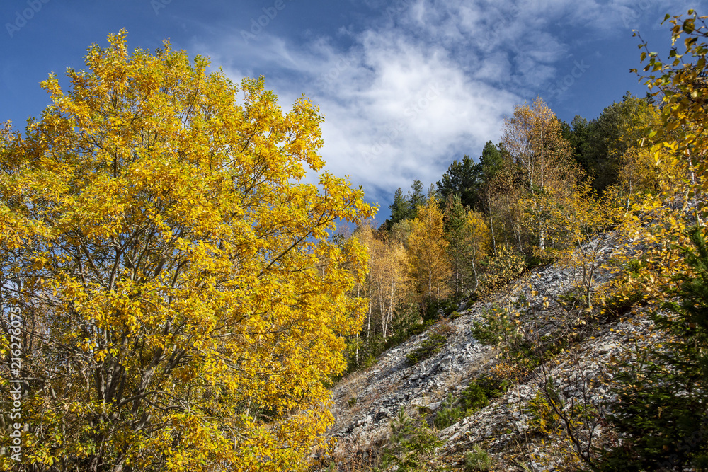 Fototapeta premium Autumn landscape at the morning park. Autumn leaves