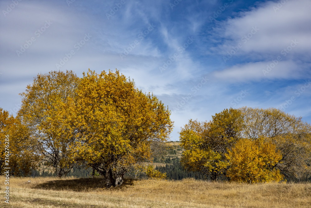 Fototapeta premium Autumn landscape at the morning park. Autumn leaves