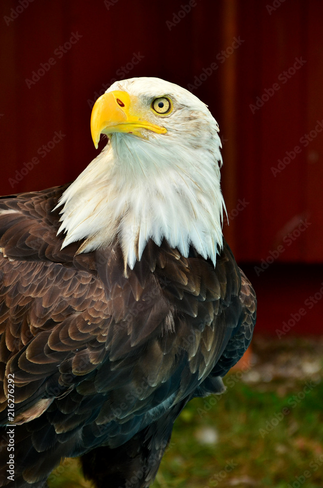 Obraz premium Bald Eagle
