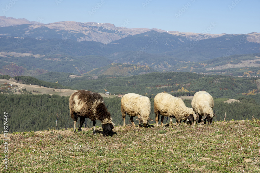 Flock of sheep in green field near mountains.